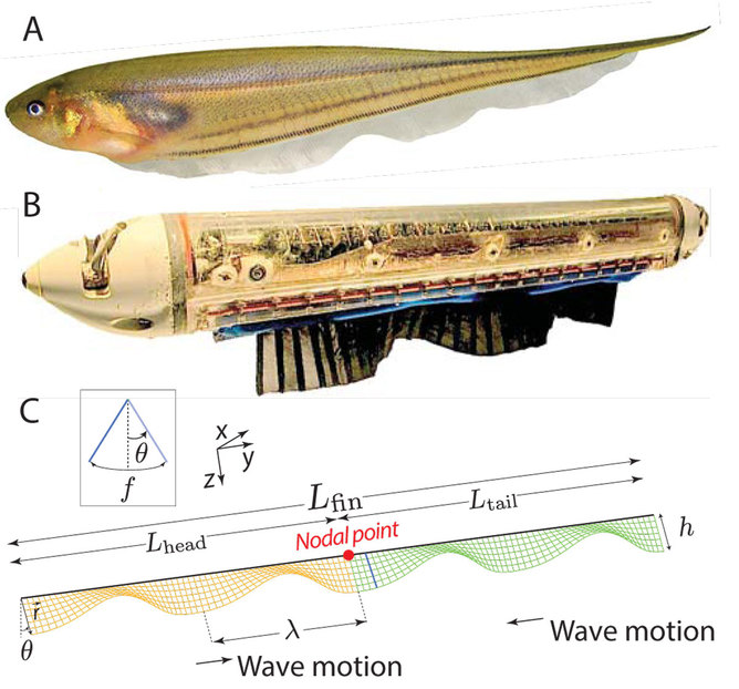 A) Eigenmannia virescens B) Biomimetic robot C) Computational model.