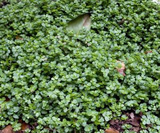 Soleirola solerolii ground cover plant, also known as Mind-Your-Own-Business