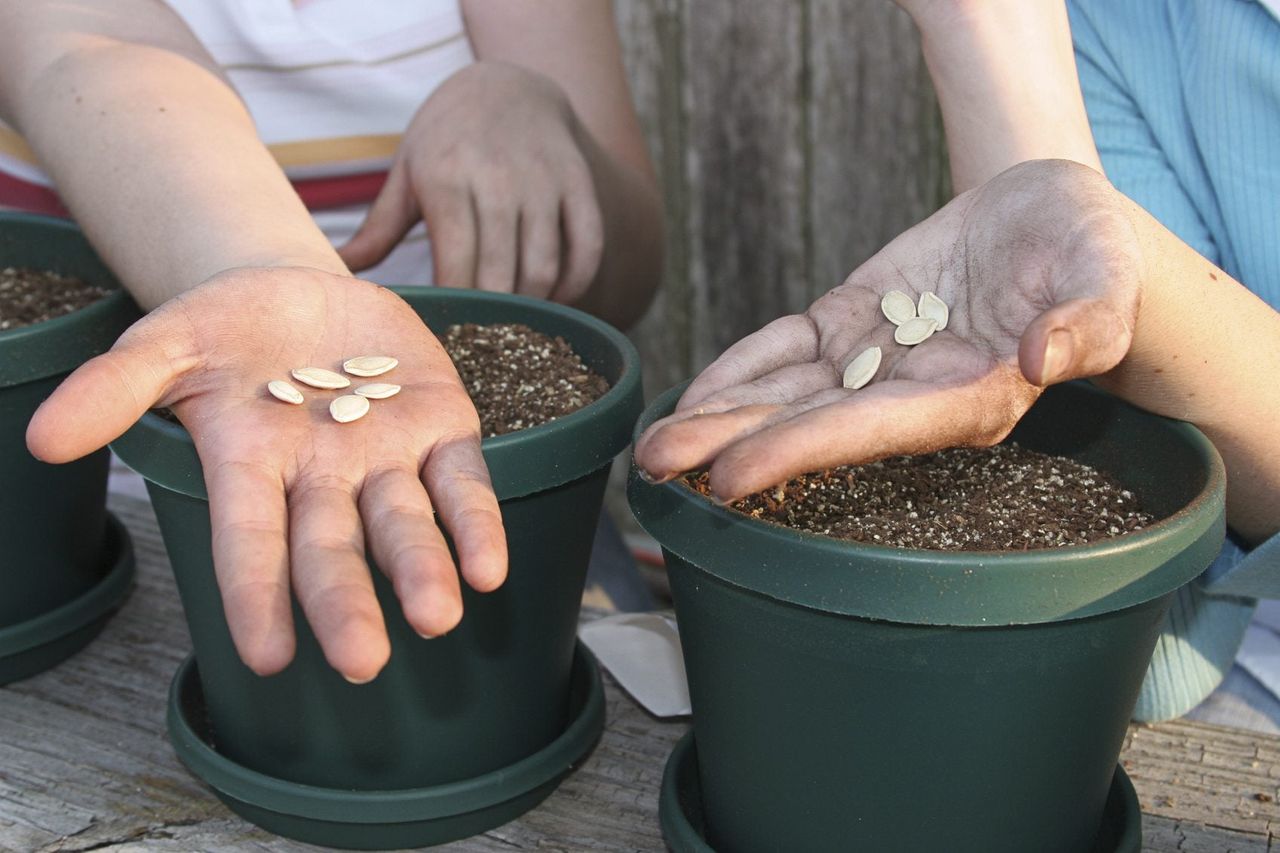 Hands Holding Seeds Over Pots Of Soil