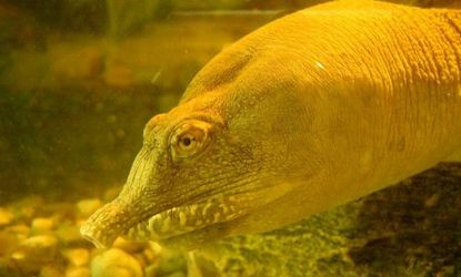 Chinese soft-shelled turtle