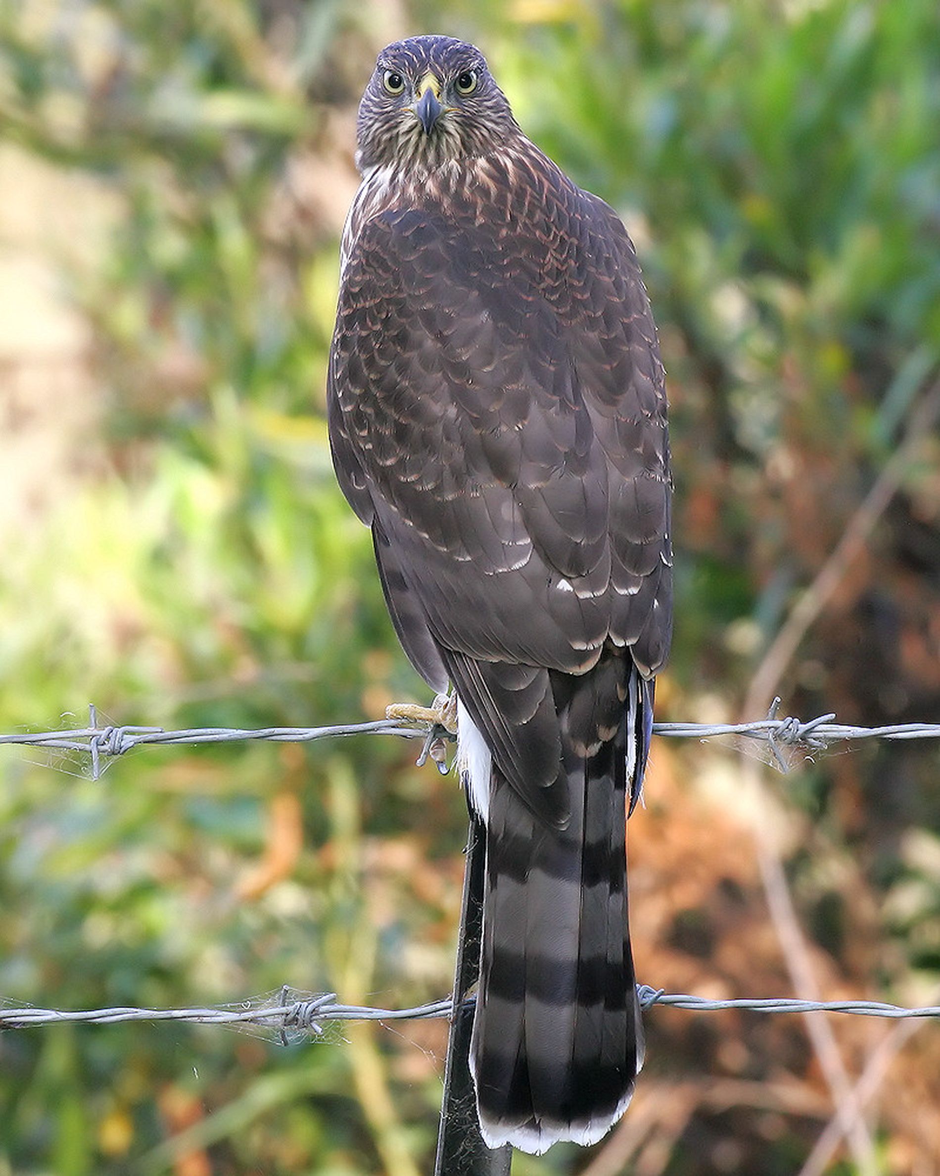 GuruShots - Nature&rsquo;s Masterpiece 2026