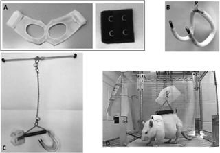 These pictures come from a 2018 study performed by Mortreux to develop a system that could mimic the effects of partial gravity. The new July 2019 study used this quadrupedal suspension device. These are photographs of the rodent jacket composed of a tether jacket and a back bra extender (A), the pelvic harness (B), the entire quadrupedal suspension device (C), and the rat undergoing partial weight bearing in this novel environment (D).