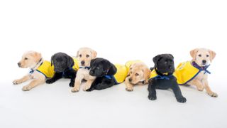 Retriever puppies from the nonprofit Canine Companions for Independence participated in the study.