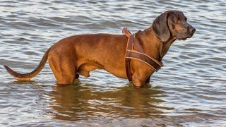 a redbone coonhound wears a harness and stands in the water