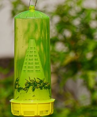 How I Safely Battled Yellowjackets In My Backyard | Gardening Know How