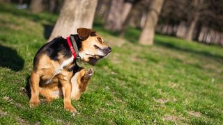 How to soothe flea bites on dogs: Small mixed-breed dog outside scratching