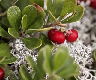 Bearberry ground cover with red berries