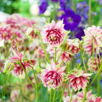 plant of Aquilegia Vulgaris, pink and white flowers, multi petals, in full bloom of spring, yellow pistil, family of Ranunculaceae, gardening, sun light, background, Italy