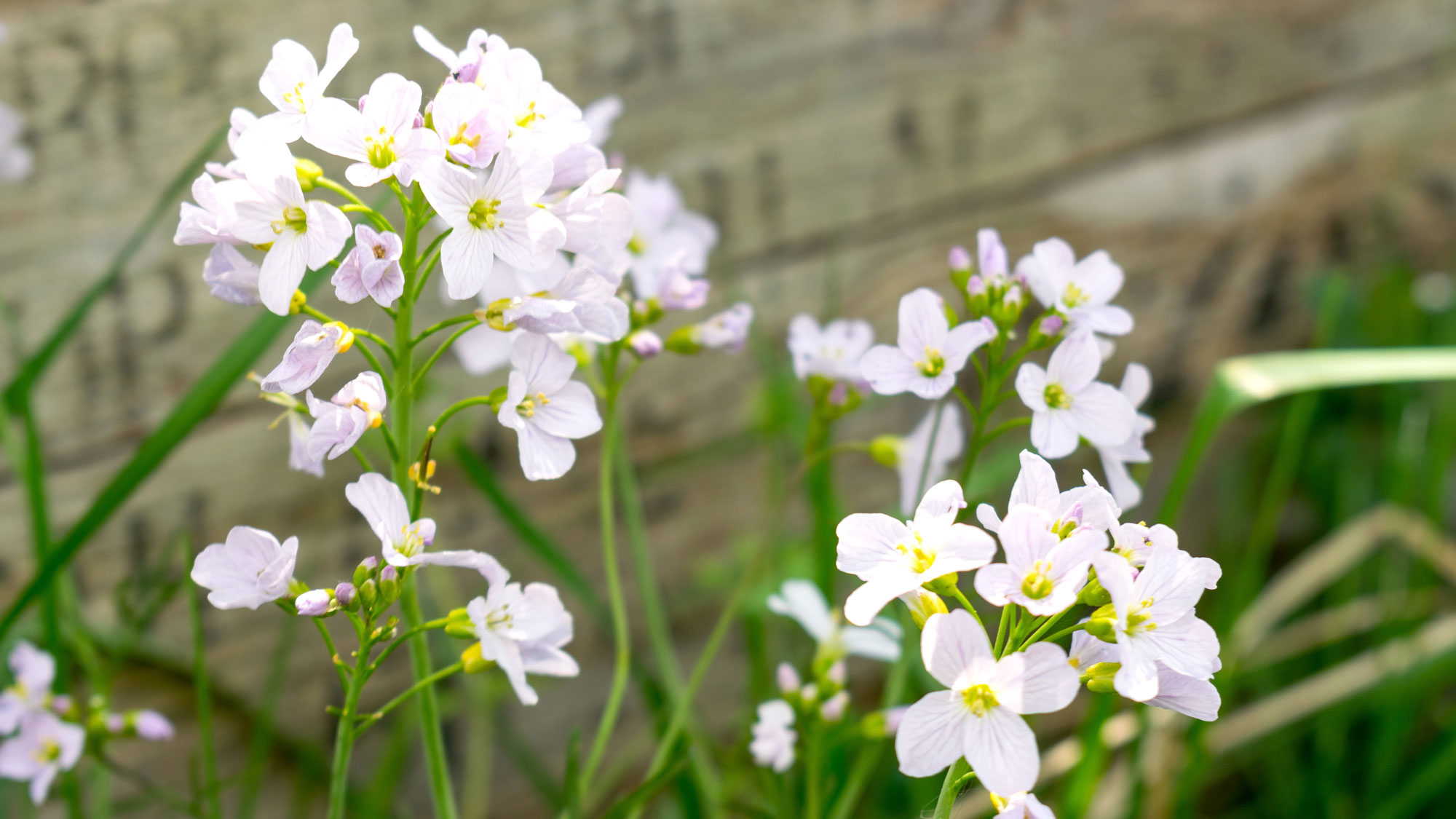 hairy bittercress weeds growing in winter garden