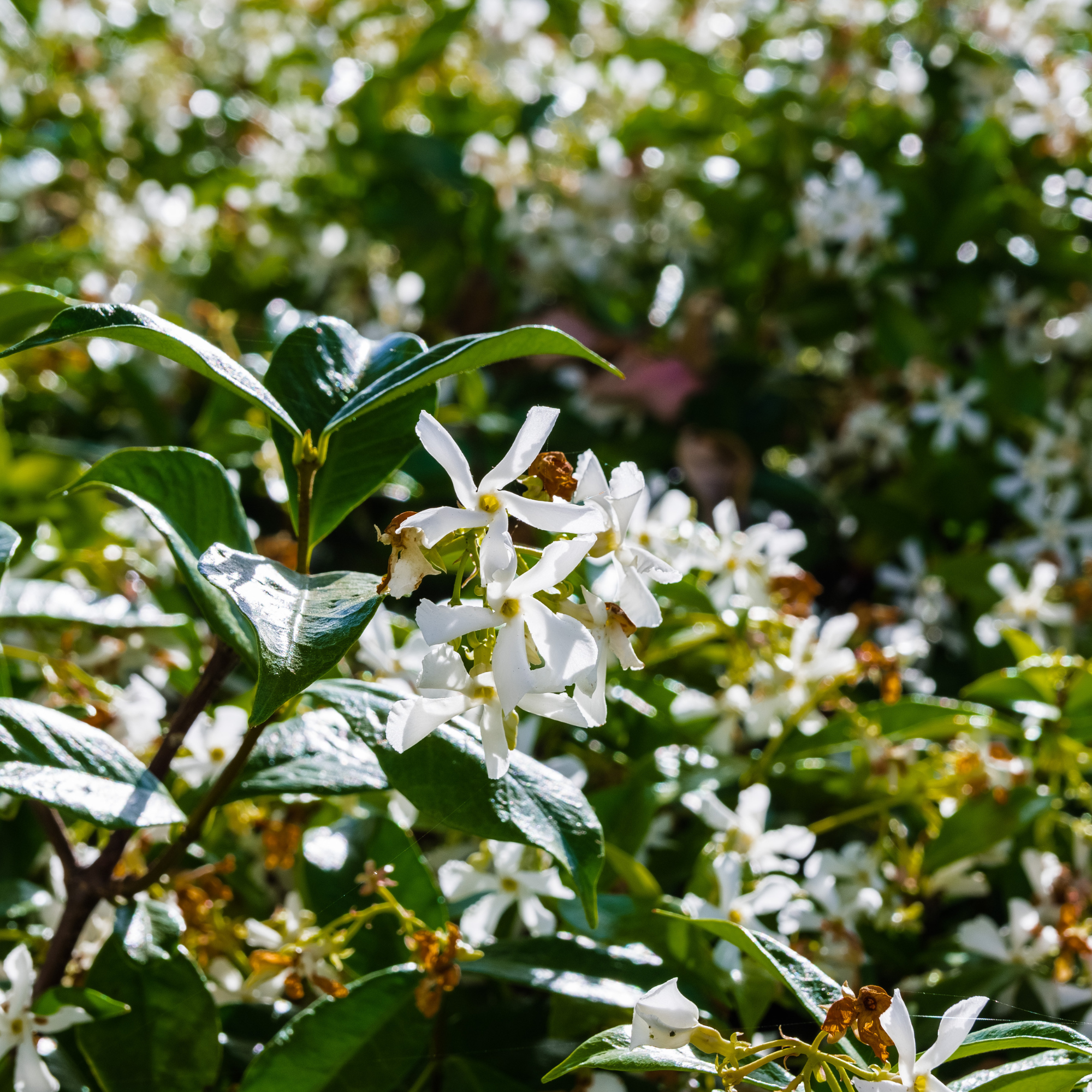 Star Jasmine (Trachelospermum jasminoides) blooming in a public garden, California