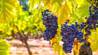 Cinsault wine grapes