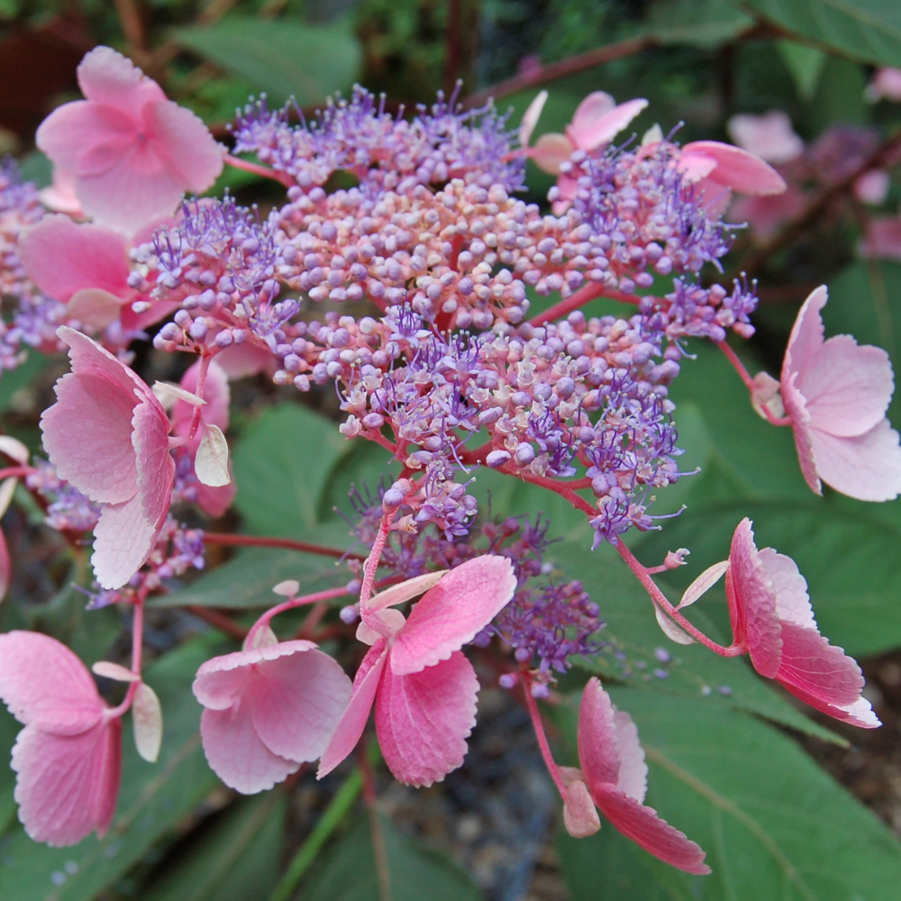 Hydrangea 'Hot Chocolate'