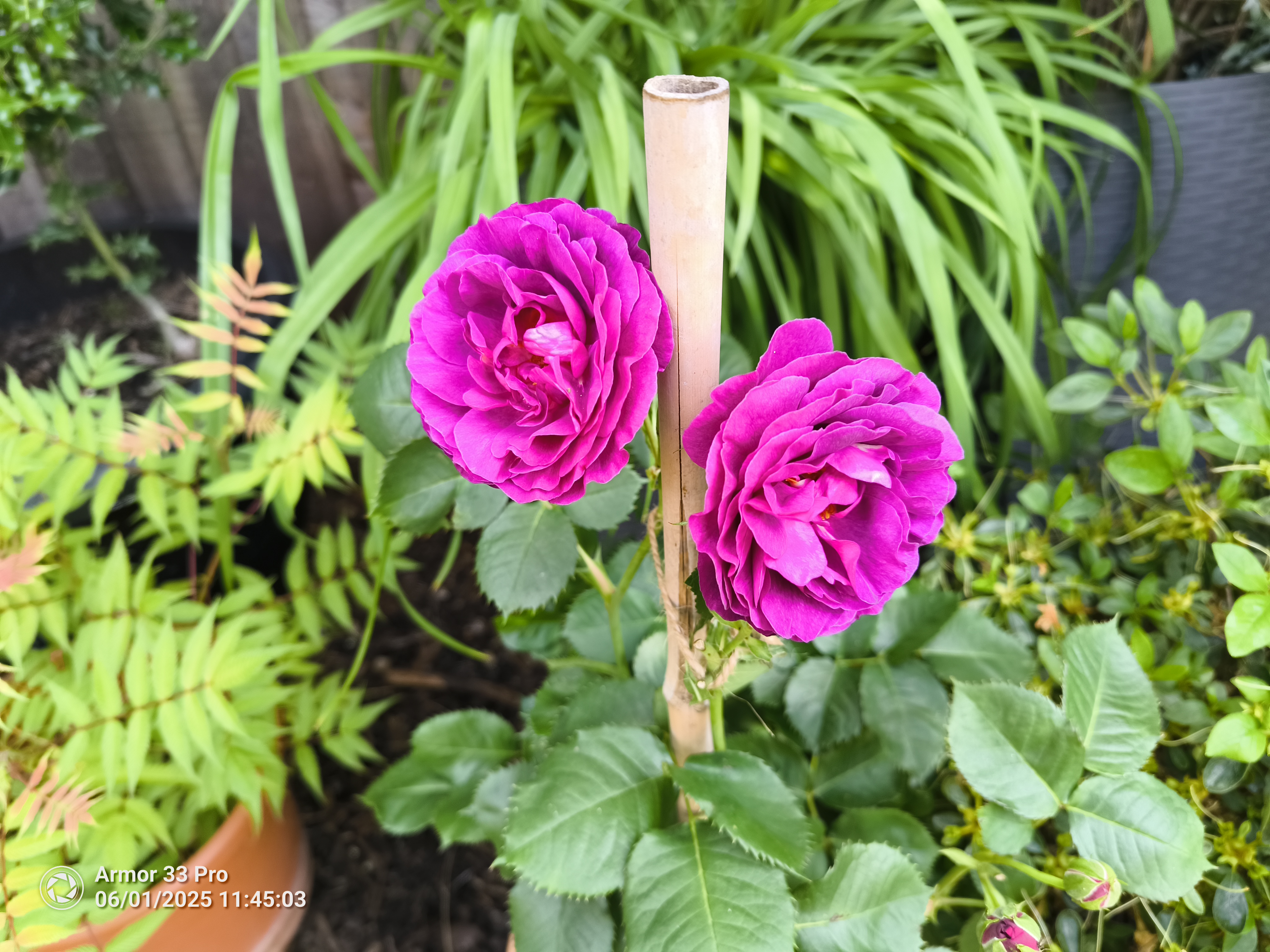 Ulefone Armor 33 Pro photos