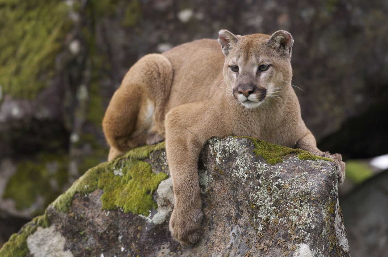 Cougar