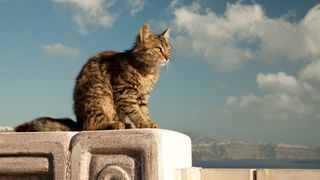 Cat poses elegantly on top of a wall in the Greek island of Santorini