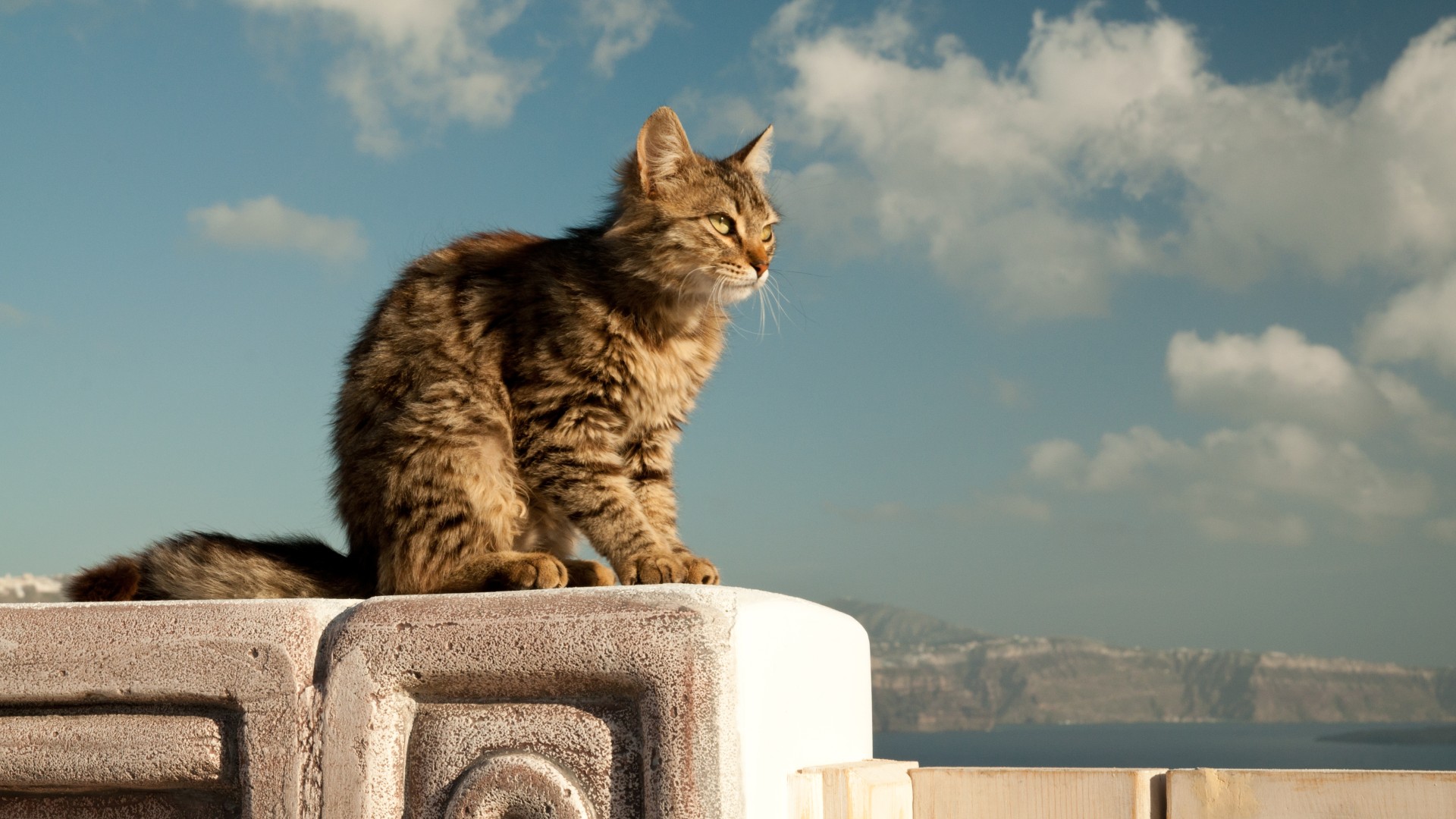 How to feed feral cats while on clearance vacation