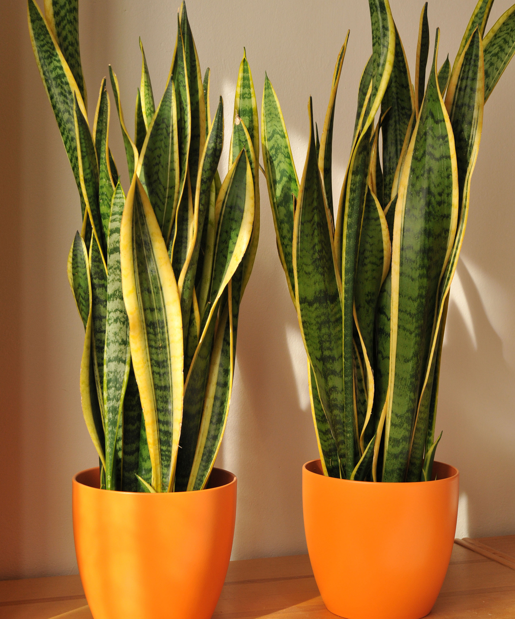 Sansevieria trifasciata Laurentii