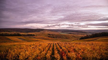 View from mutugny to Avenay Val d'Or &ndash; rows of autumnal-looking vines, at dusk with clouds in the sky