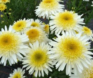 Leucanthemum x superb 'Real Glory'