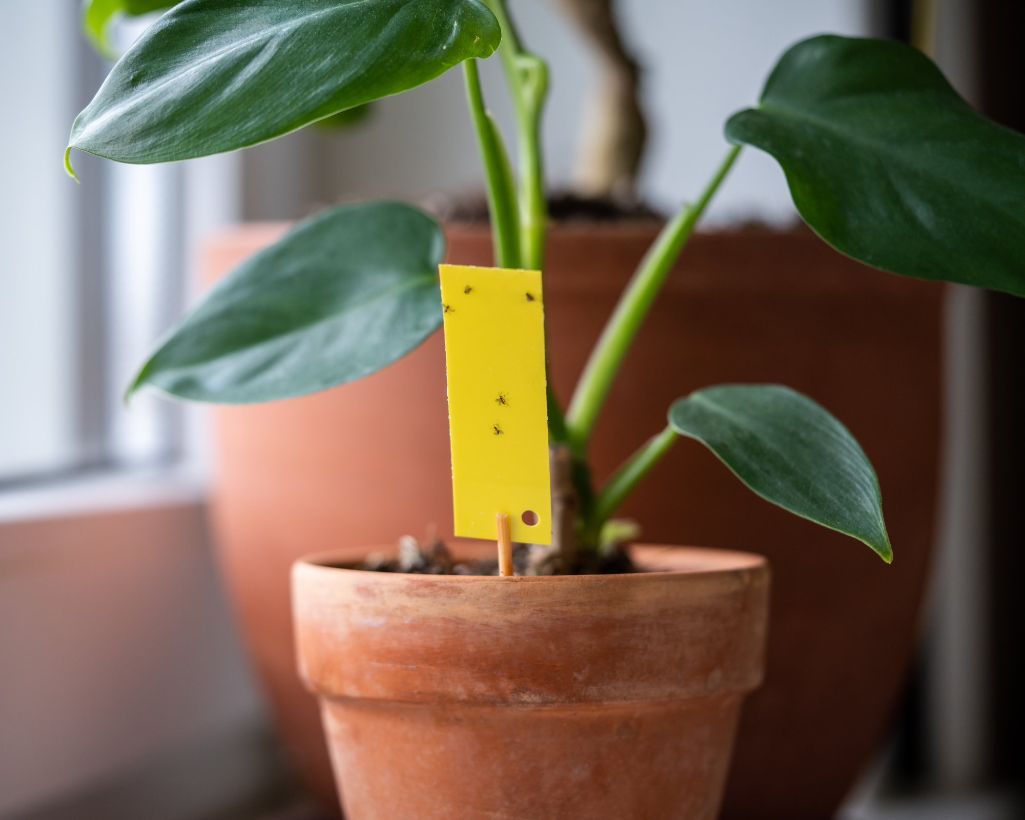 Fungus gnats stuck on yellow sticky trap closeup. Non-toxic flypaper for Sciaridae insect pests around potted Philodendron houseplant on windowsill at home. Eco plant pest control indoor.
