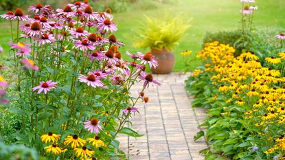 flower bed borders with echinacea and rudbekia plants