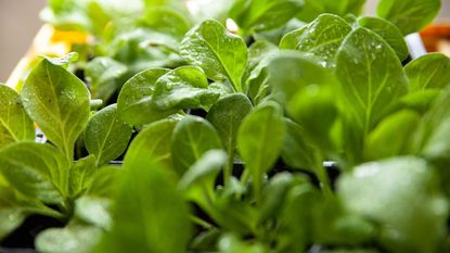 fresh green spinach seedlings 