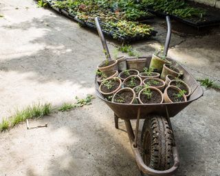 Collection of Potted Plants In Wheelbarrow