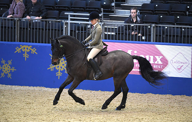 918-HOLLYBROOKE-DUKE-HorseNo918_Olympia_PN17_4181.jpg