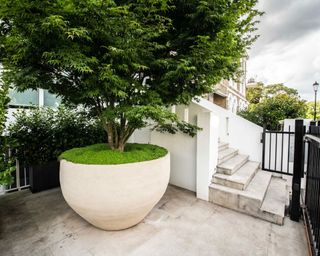 front garden with oversized planter and tree
