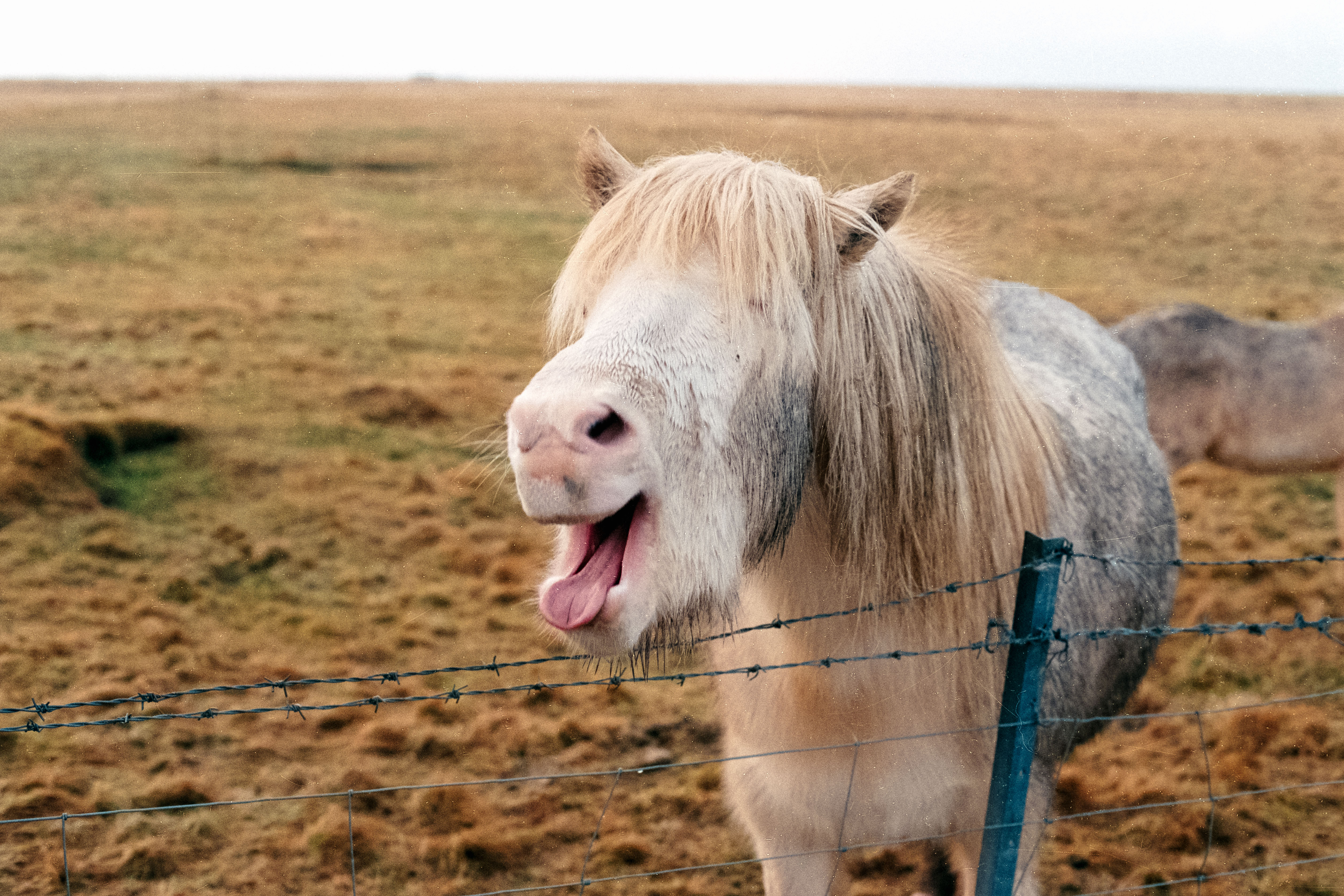 Horse braying