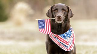 Labrador with US flag and bandana