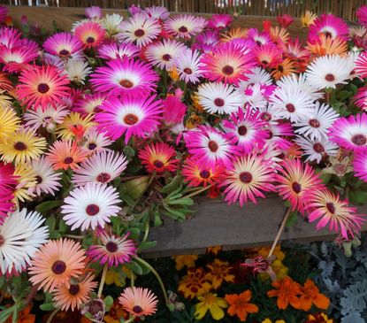 Multicolored Mesembryanthemum Flowers