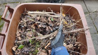 Placing dead plant matter into the garden bin.