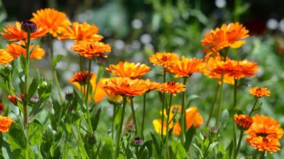 best flowers to sow in the fall: calendula Indian Prince blooming in mixed border