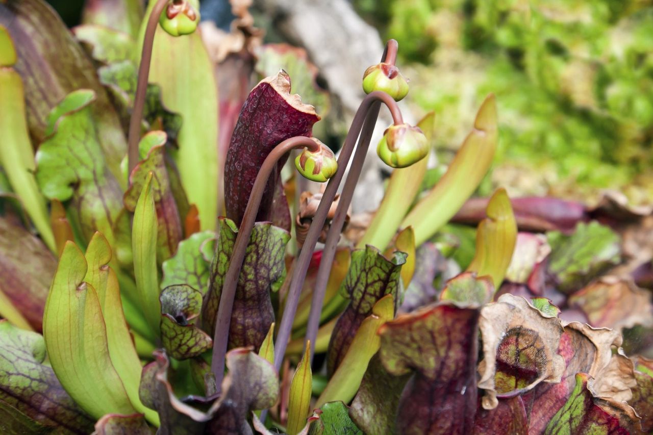 Pitcher Plant