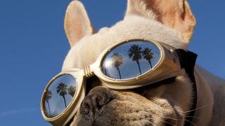 French bulldog in shades reflecting palm trees