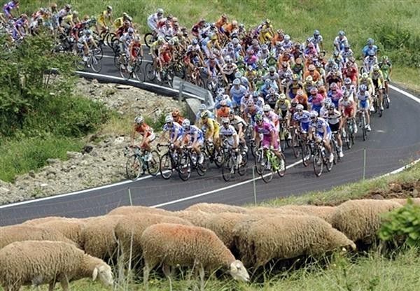 The peloton passes some sheep