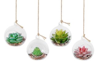 Best hanging terrariums