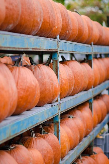 Shelves Full Of Big Orange Pumpkins