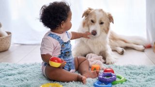 Toddler reaches out to touch a dog's face