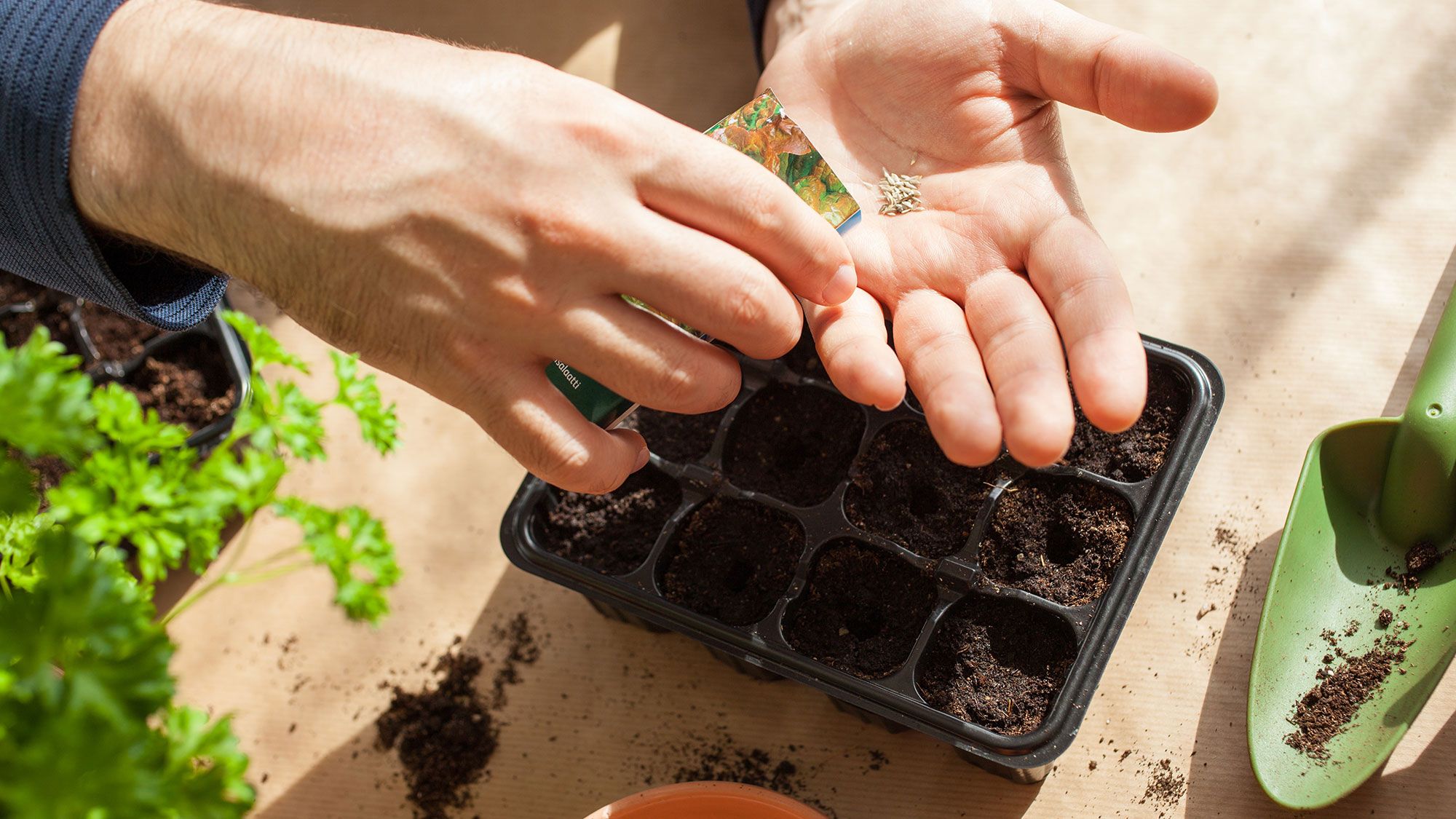 How to sow seeds the right way  7 top tips from a gardening expert | Tom's  Guide