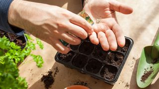 Man sowing seeds indoors