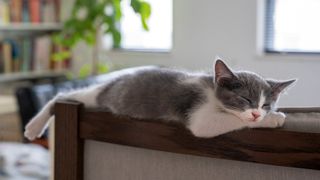 Grey and white cat sleeping stretched out on top of couch