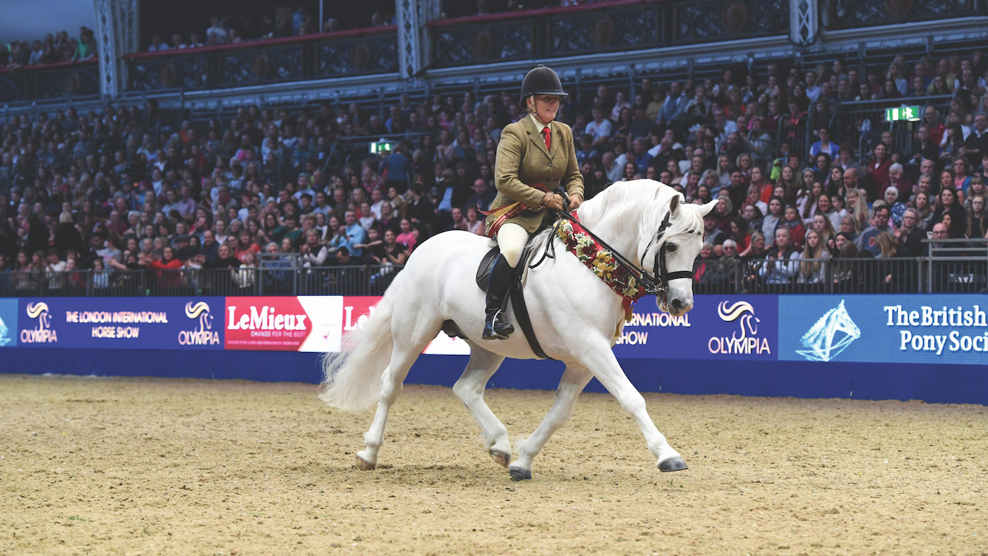 Grey connemara stallion champion M&amp;amp;M native breed at London Olympia: example of good training of the ridden native pony