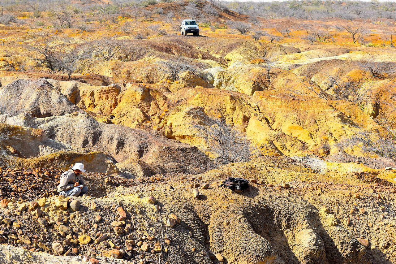 Study lead researcher Edwin Cadena, an associate professor of paleontology at Universidad del Rosario in Colombia, examines one of the Stupendemys geographicus male turtle shells during a dig in 2016.