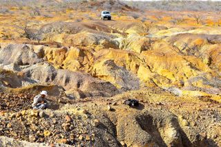 Vedoucí výzkumník studie Edwin Cadena, docent paleontologie na Universidad del Rosario v Kolumbii, zkoumá během vykopávek v roce 2016 jeden z krunýřů samců želvy Stupendemys geographicus.
