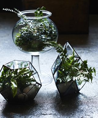 Terrariums in glass containers in a variety of shapes