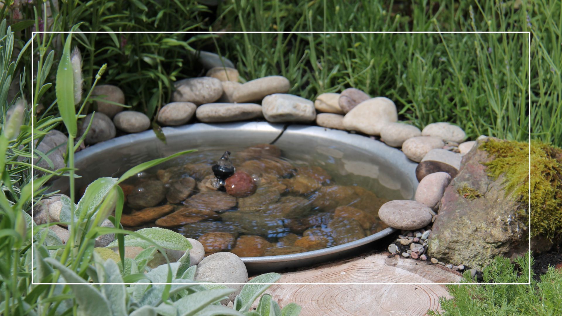  picture of shallow pond made for wildlife in garden 