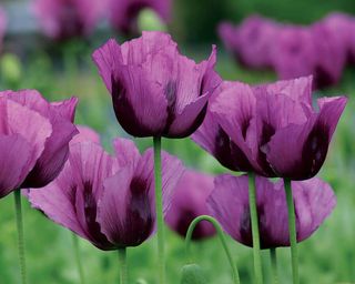 Hungarian Blue poppies