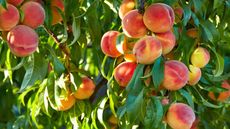 Branch of peach tree in closeup 